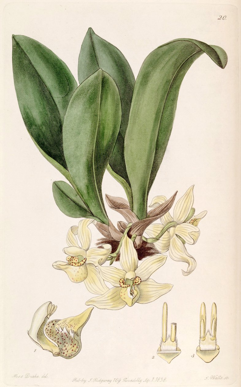 Stenia pallida by Miss Drake