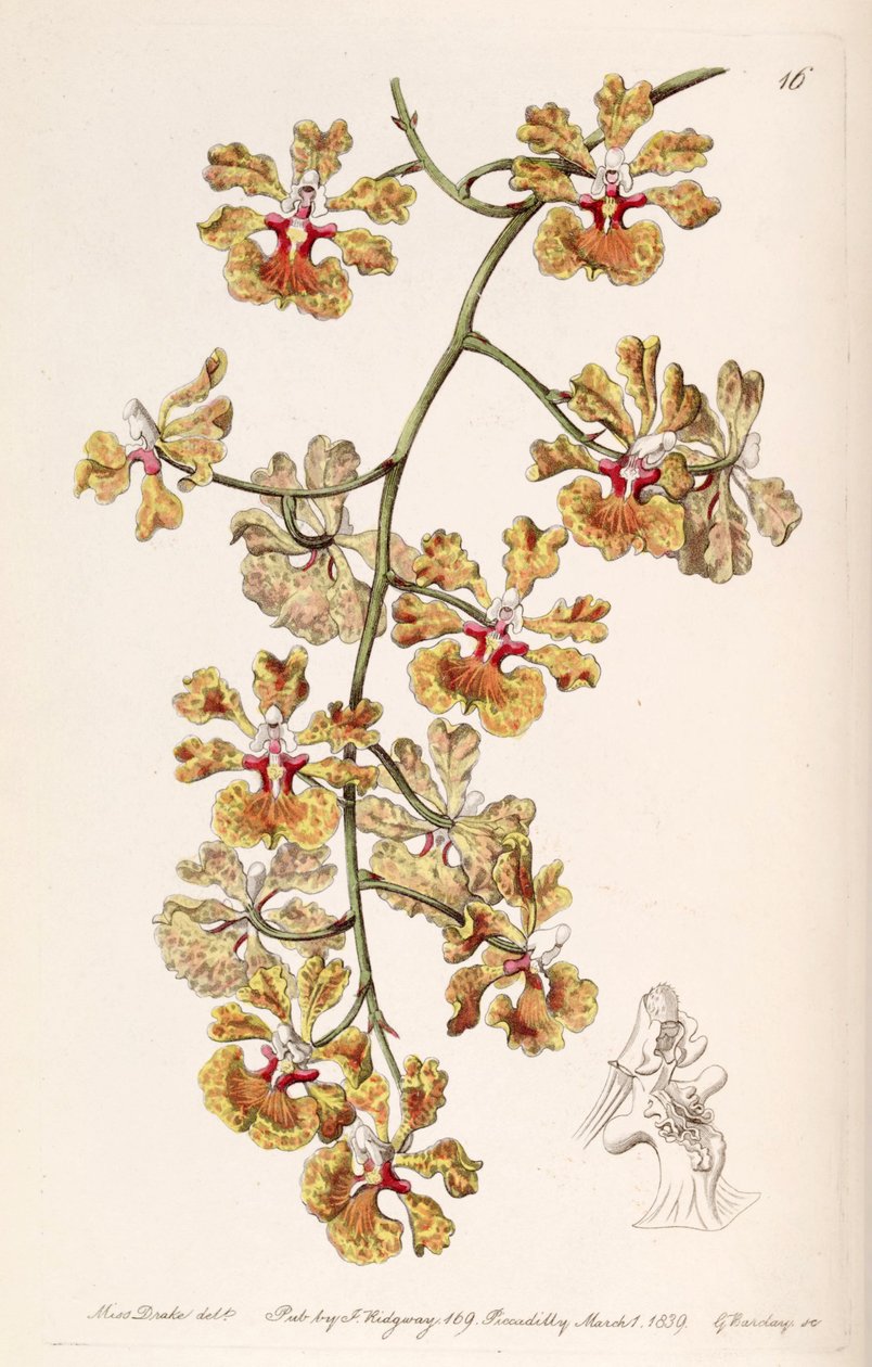 Tolumnia guttata (sensin. Oncidium luridum var. guttatum olarak) by Miss Drake