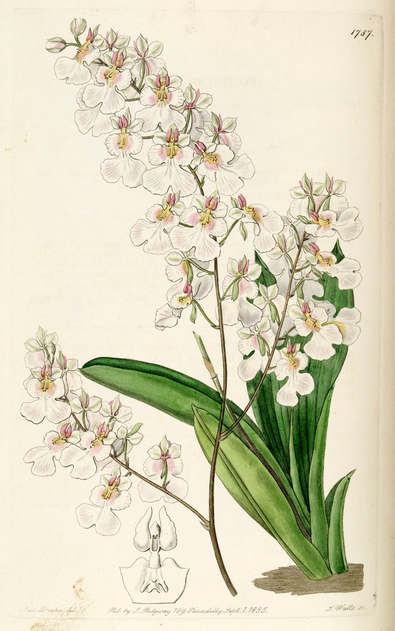 Tolumnia pulchella (sensin. Oncidium pulchellum olarak) by Miss Drake