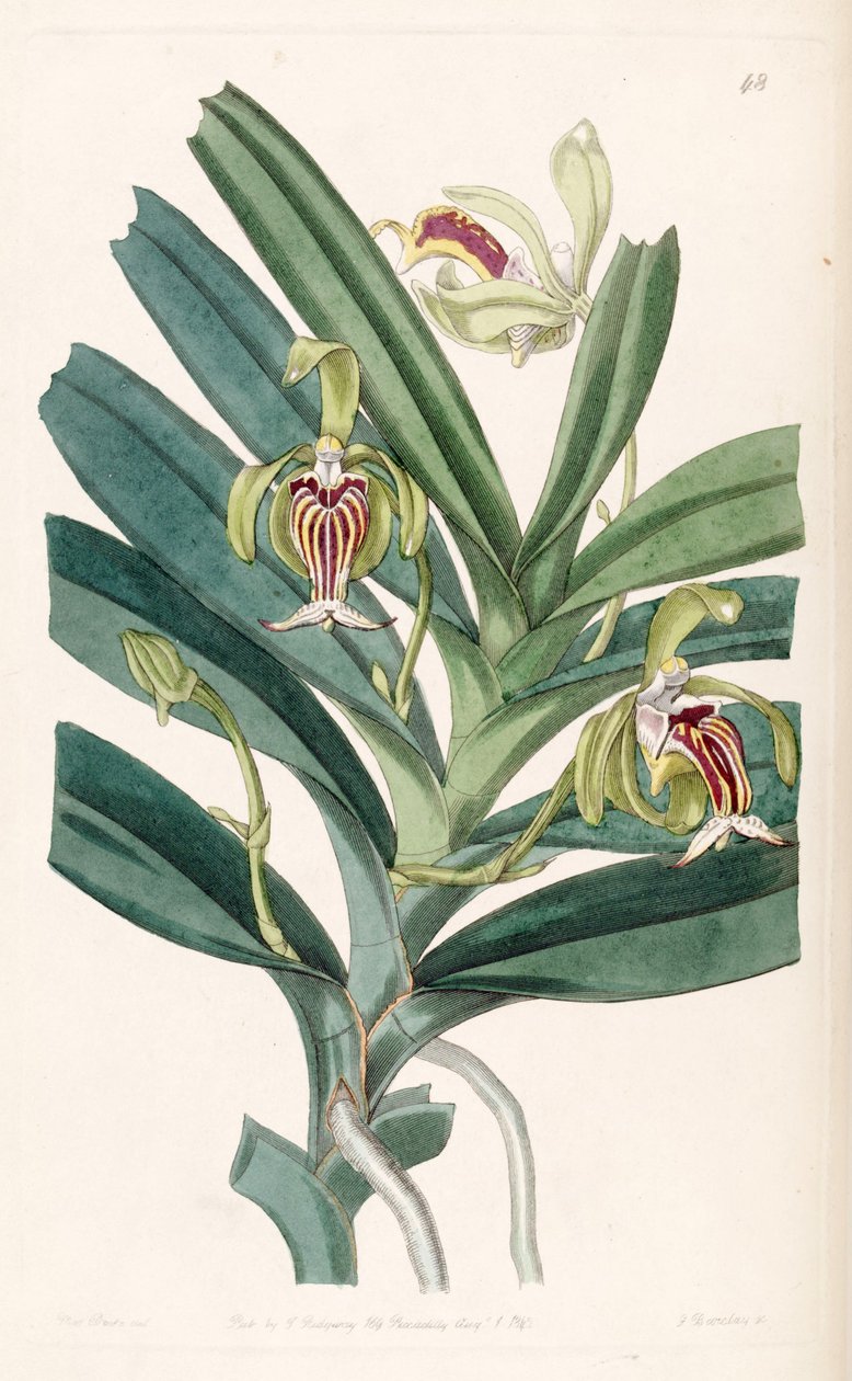 Vanda kristata by Miss Drake
