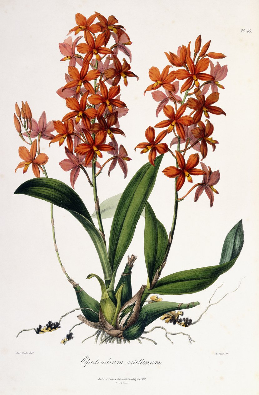 Epidendrum Vitellinus, c.1837-41 by Miss Drake