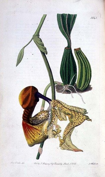 Orkide: Laelia Autumnalis, I. Ridgway tarafından yayınlandı by Miss Drake