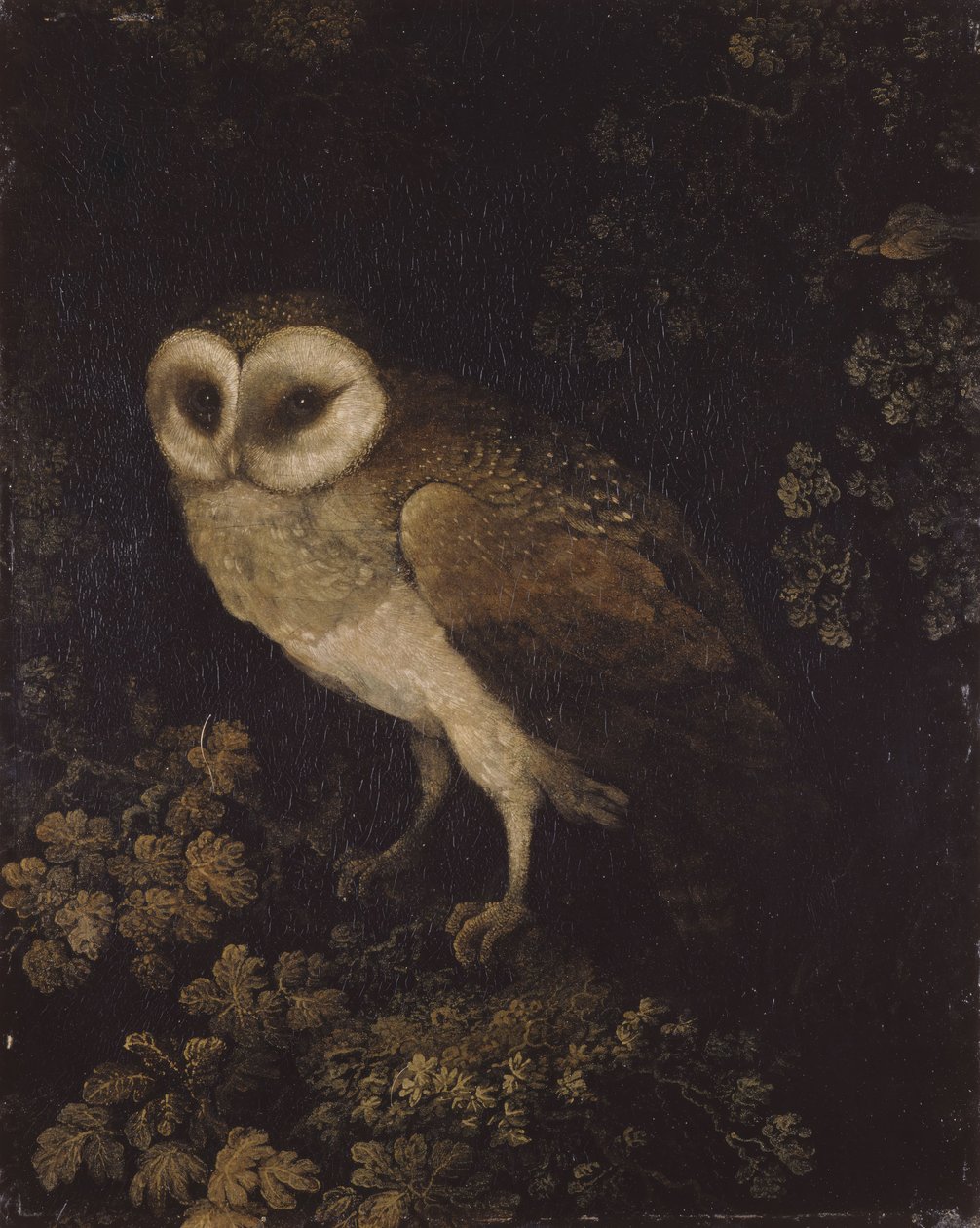 Bir Baykuş, 1780-1790. by Moses Haughton