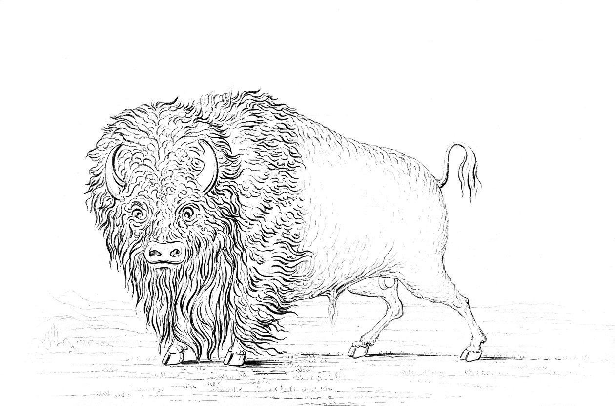 Bufalo, 1841. by Myers and Co