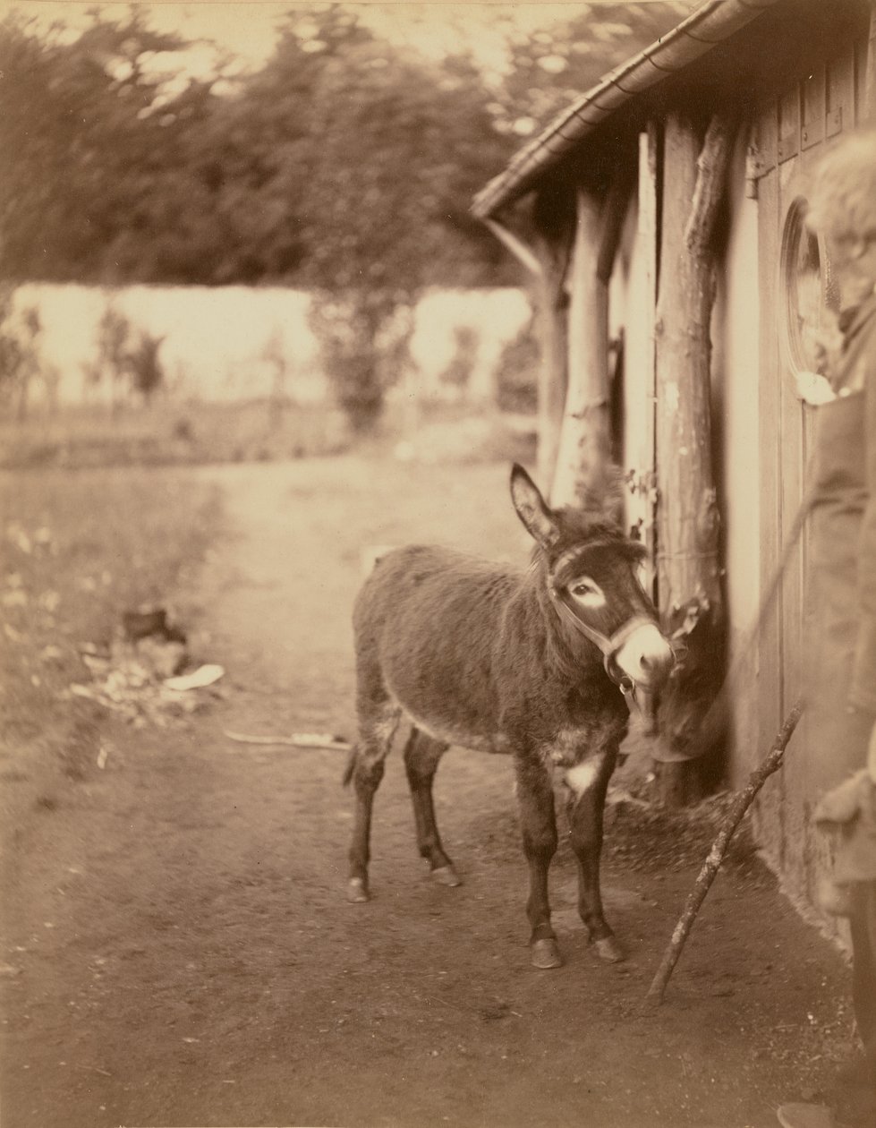  by Nadar [Gaspard Félix Tournachon]