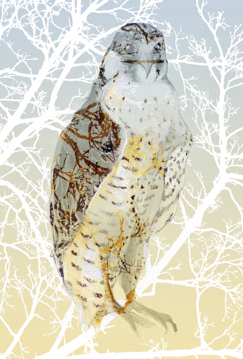 Peregrine Falcon, 2015, (kart üzerinde mürekkep ve guaj boya) by Nancy Moniz Charalambous