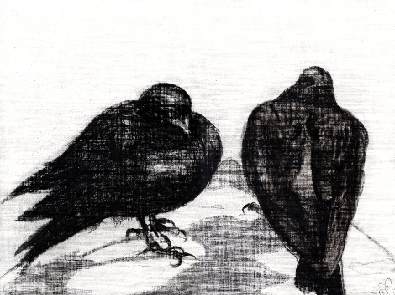 Ciddi Güvercin Durumu, 2012, (kağıt üzerinde kömür) by Nancy Moniz Charalambous