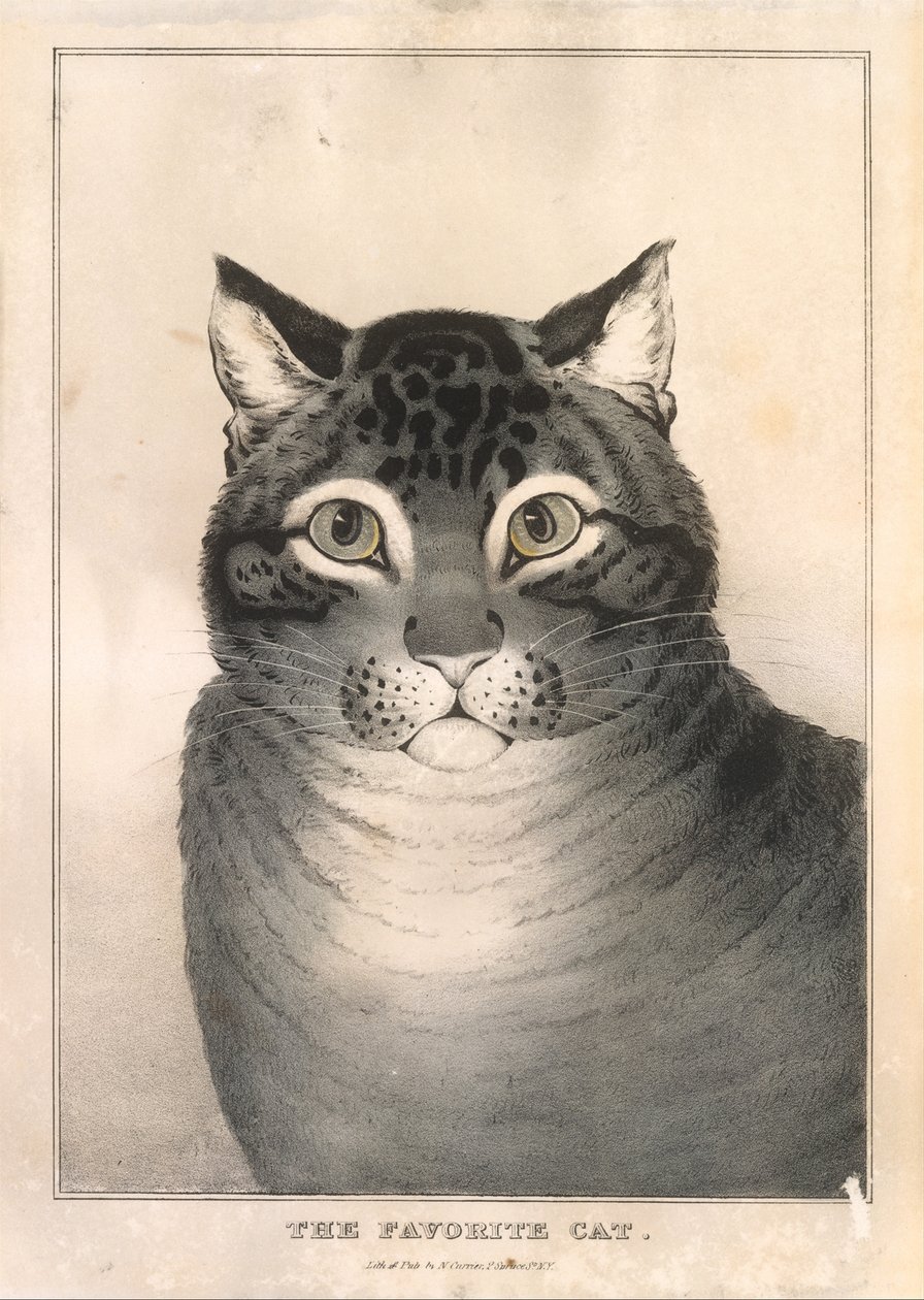 Favori Kedi, 1838-46., 1838-46. by Nathaniel Currier