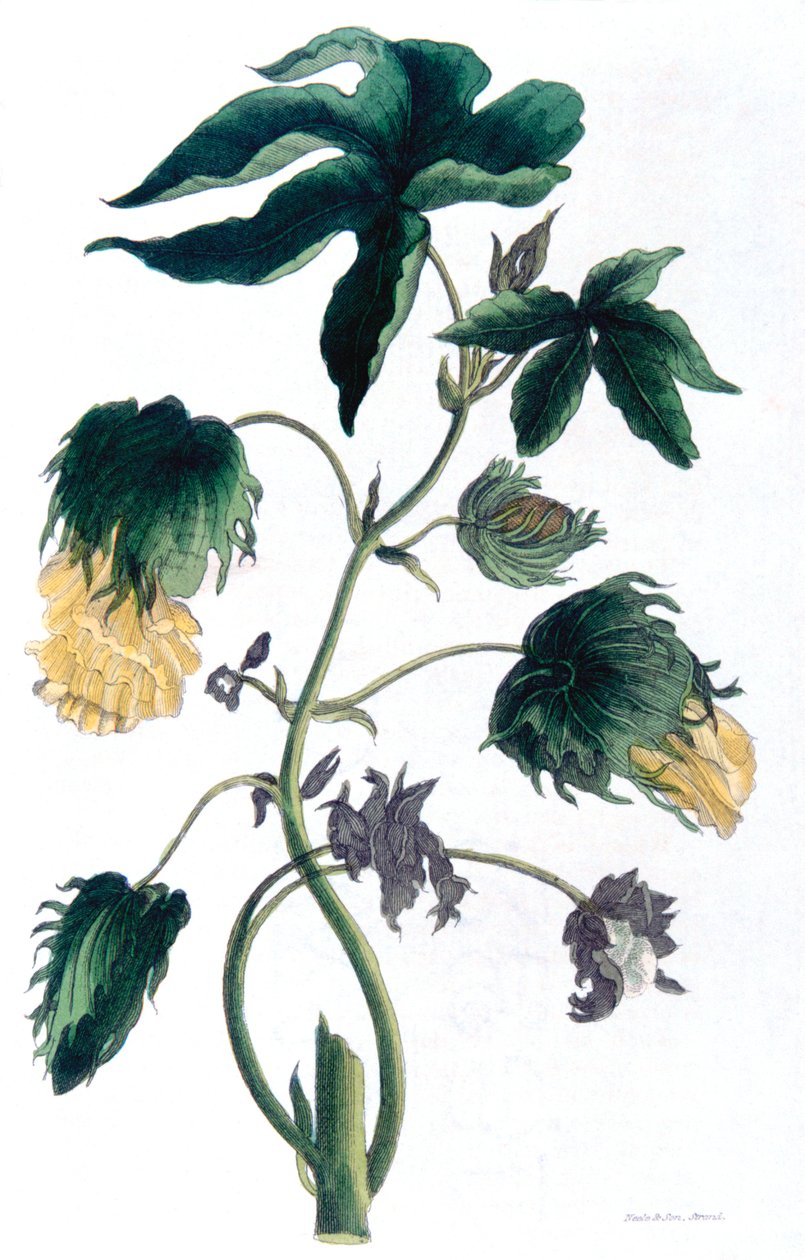 Gossypium - pamuk bitkisi, 1823 by Neale and Son
