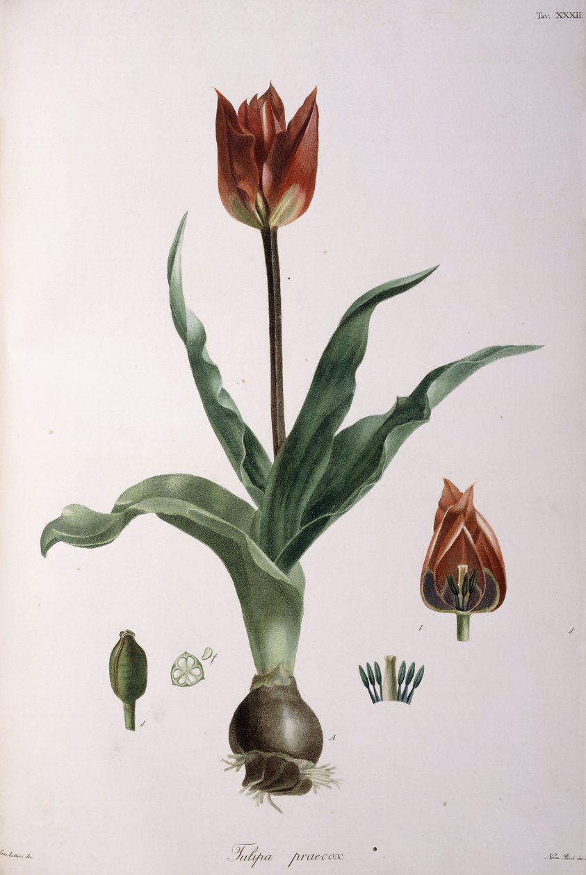 Tulipa praecox, 1811-1829 by Neapolitan School