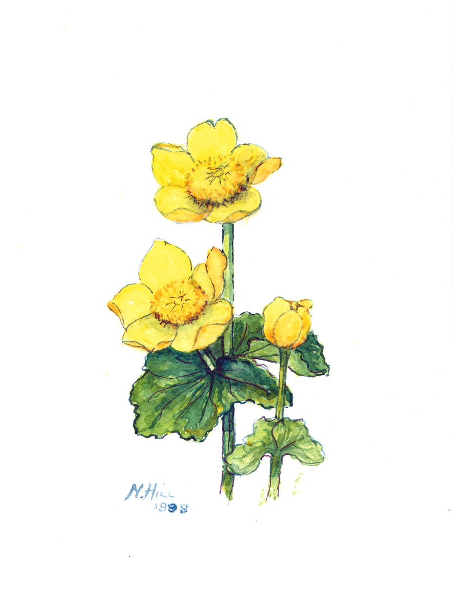 Marsh Marigold, 1998 (kağıt üzerinde wc) by Nell Hill