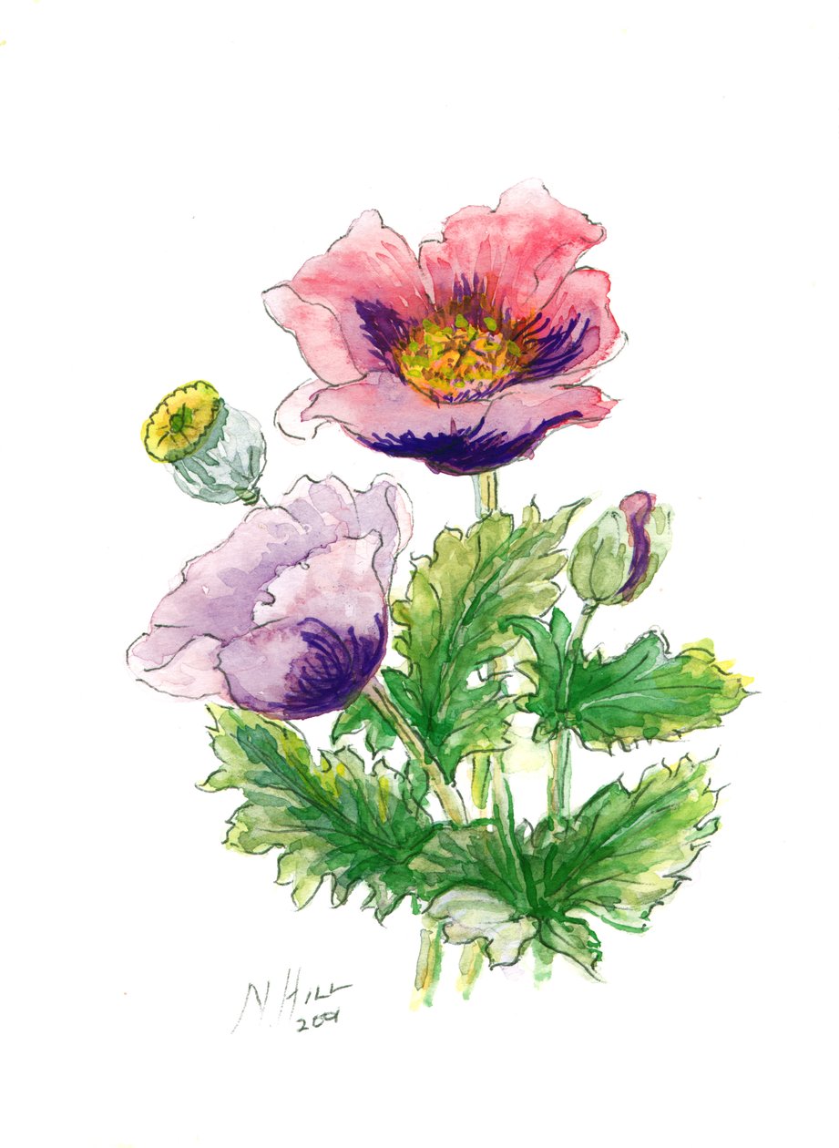 Afyon Poppy, 2001 (kağıt üzerinde wc) by Nell Hill