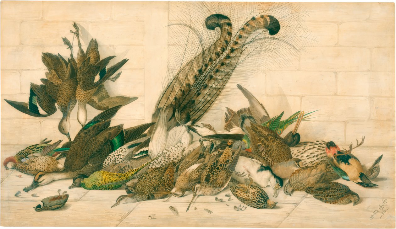 isimsiz (Avustralya gamebirds) by Neville Henry Cayley