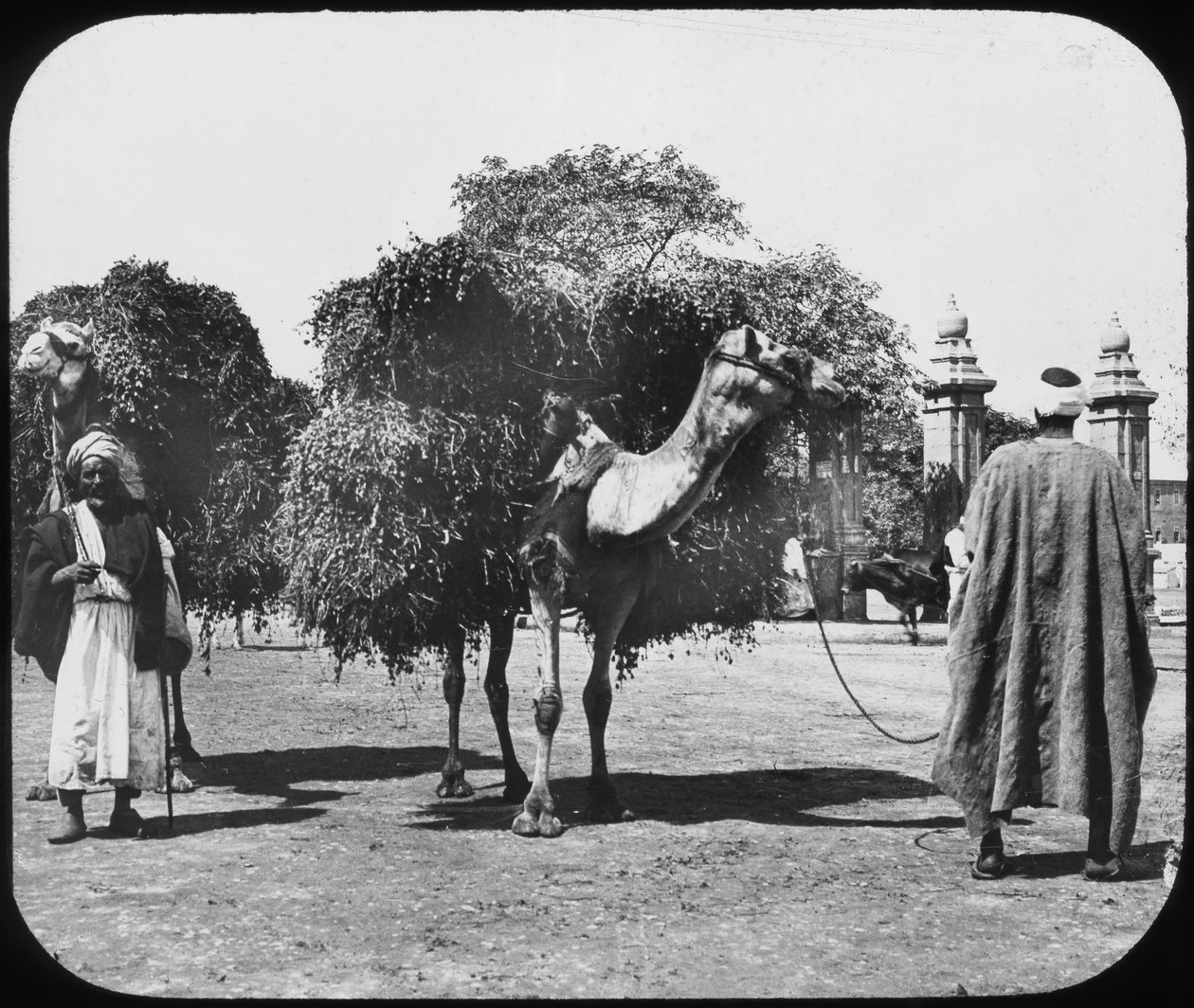 Yem taşıyan develer, Mısır, c1890. by Newton and Co