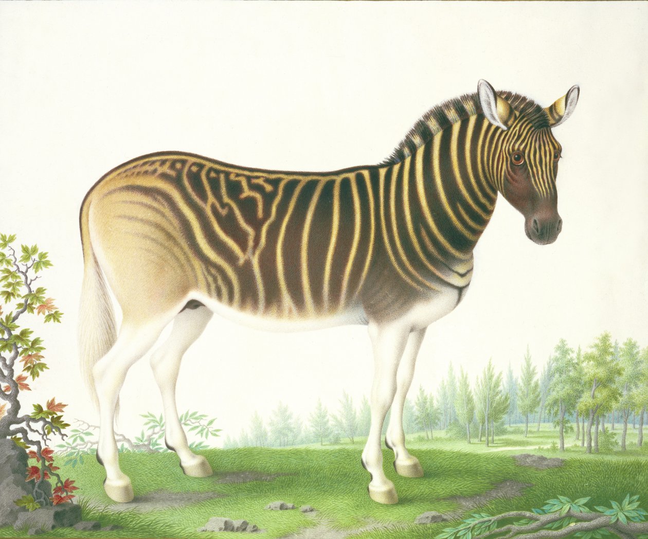 A Quagga (parşömen üzerine guaj ve klozet) by Nicolas Robert
