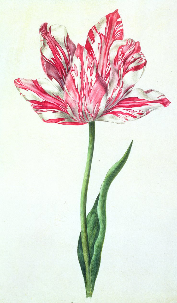 Lale, c.1675 (parşömen üzerine guaj) by Nicolas Robert