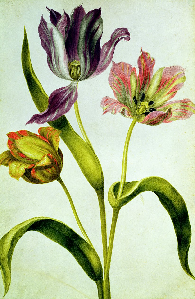 ಟುಲಿಪ್ಸ್, c.1675 (ಗೌಚೆ ಆನ್ ವೆಲ್ಲಂ) ಟರ್ಕ್ by Nicolas Robert
