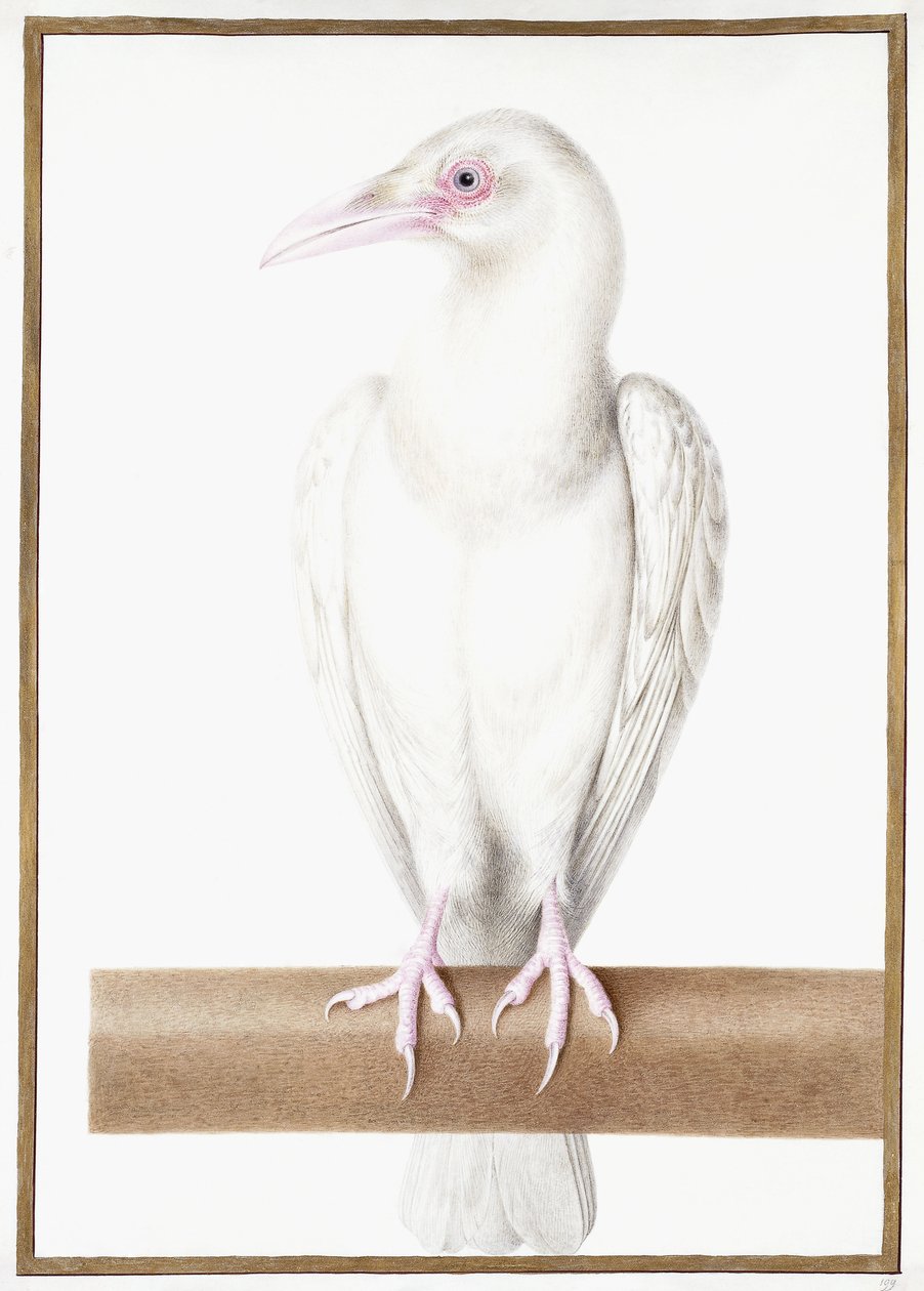 albino karga by Nicolas Robert
