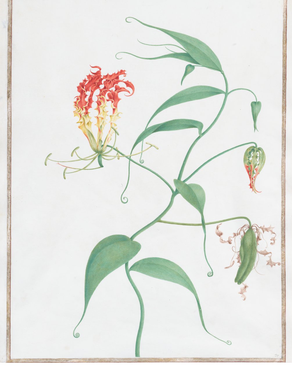 Gloriosa Superba Tırmanma Lily, yak. 1660. by Nicolas Robert