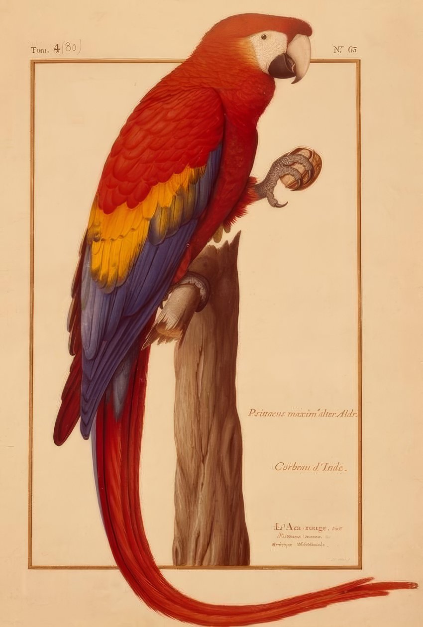 Psittacus maximus Aldr (ovandi) by Nicolas Robert