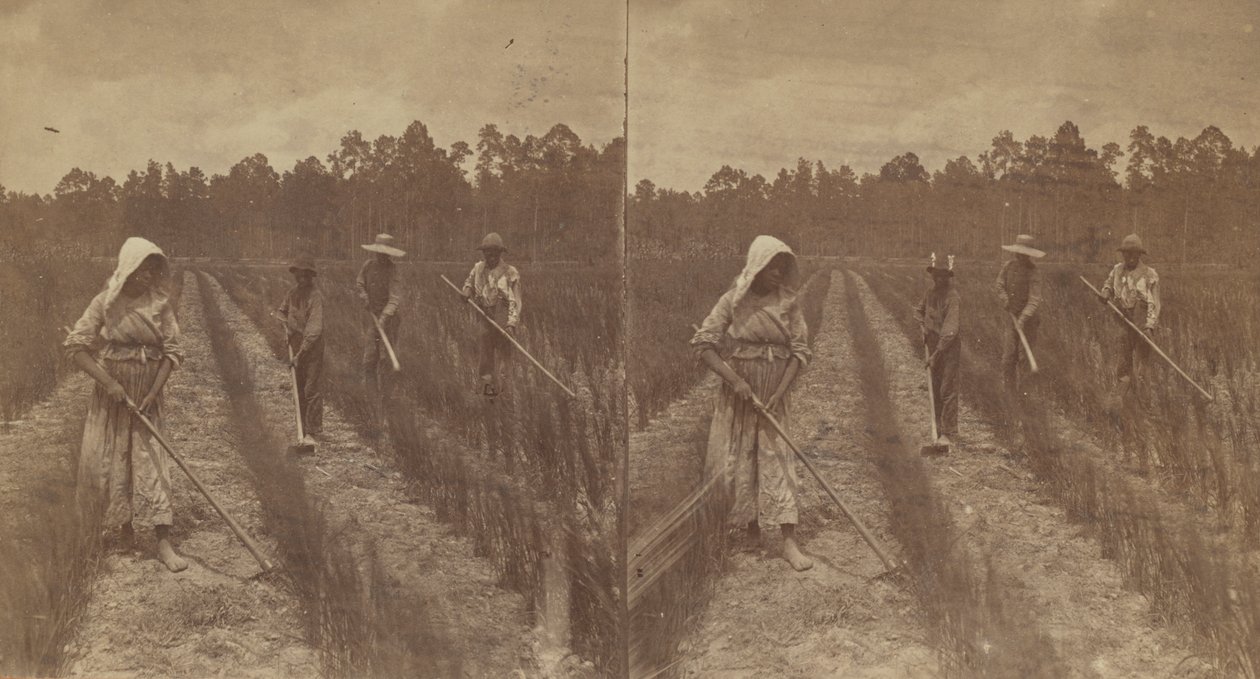 Pirinç Çapalama, 1876-1888. by O. Pierre Havens