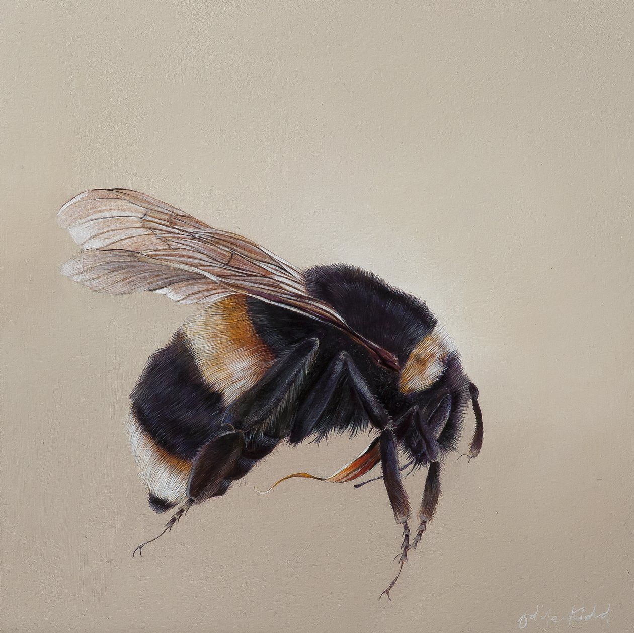  by Odile Kidd