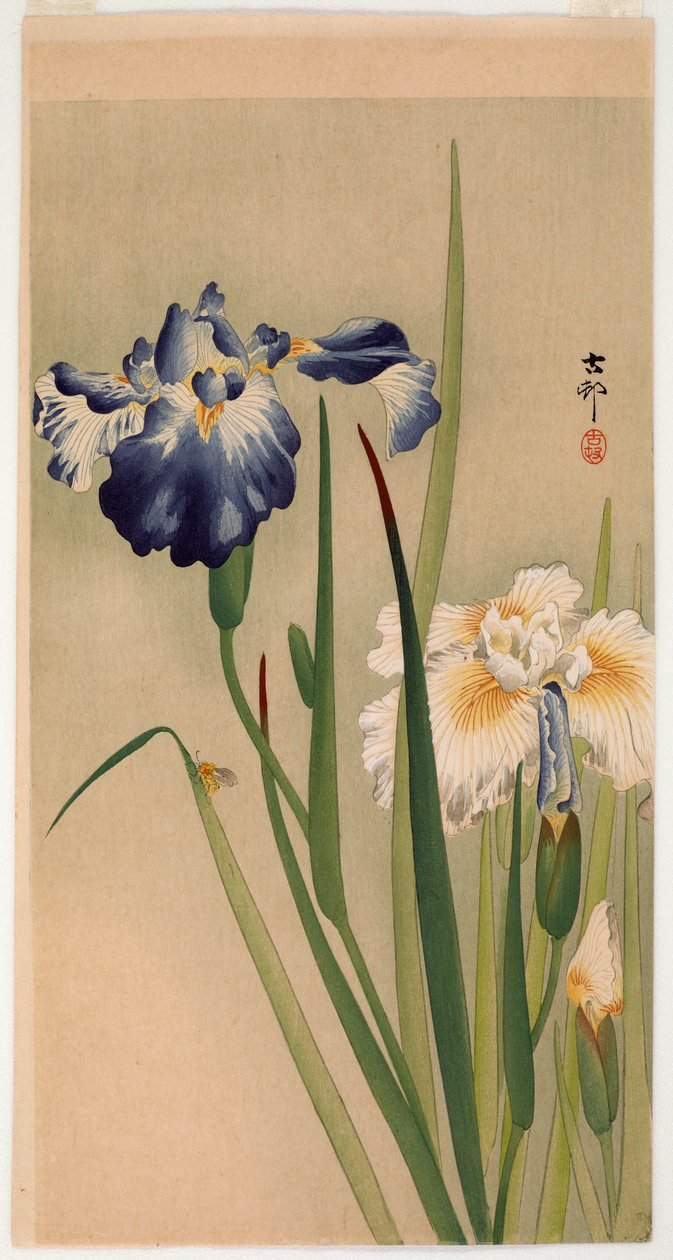 Çiçekli süsen üzerinde küçük böcek (renkli tahta baskı) by Ohara Koson