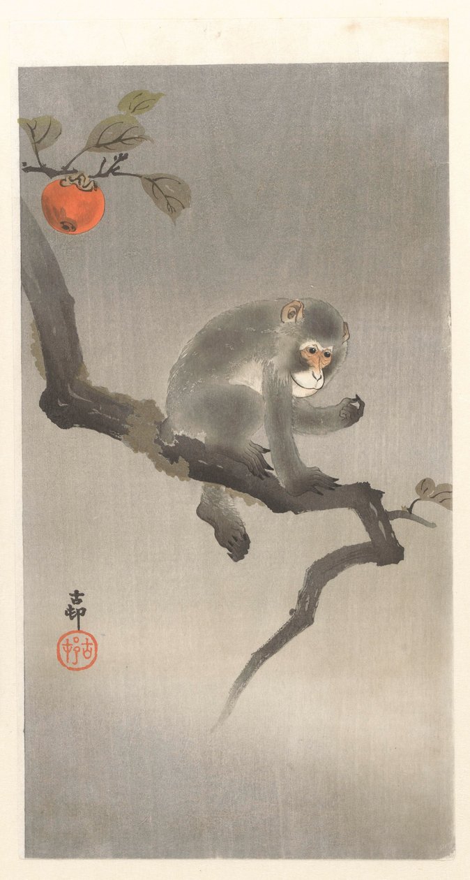 kakiboom