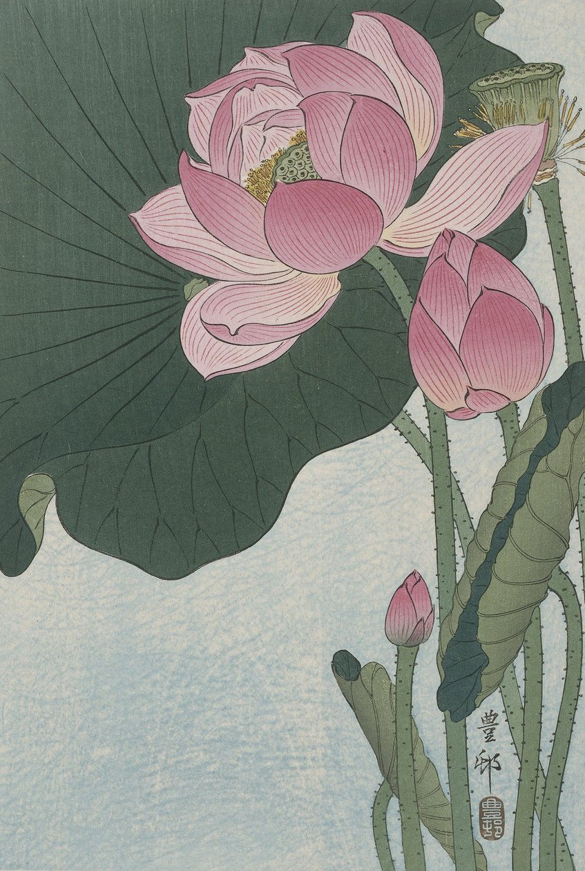 Çiçek açan nilüfer çiçekleri, 1920-30 (renkli gravür) by Ohara Koson