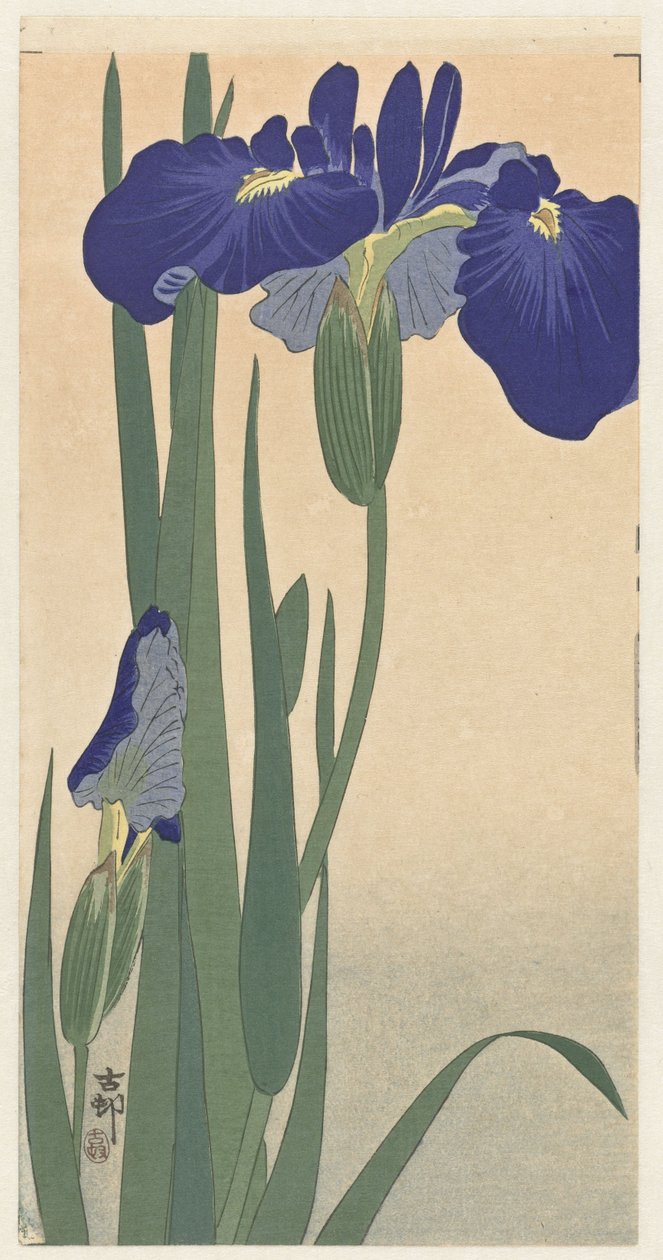 Mavi süsen, 1900-30 (tahta baskı) by Ohara Koson
