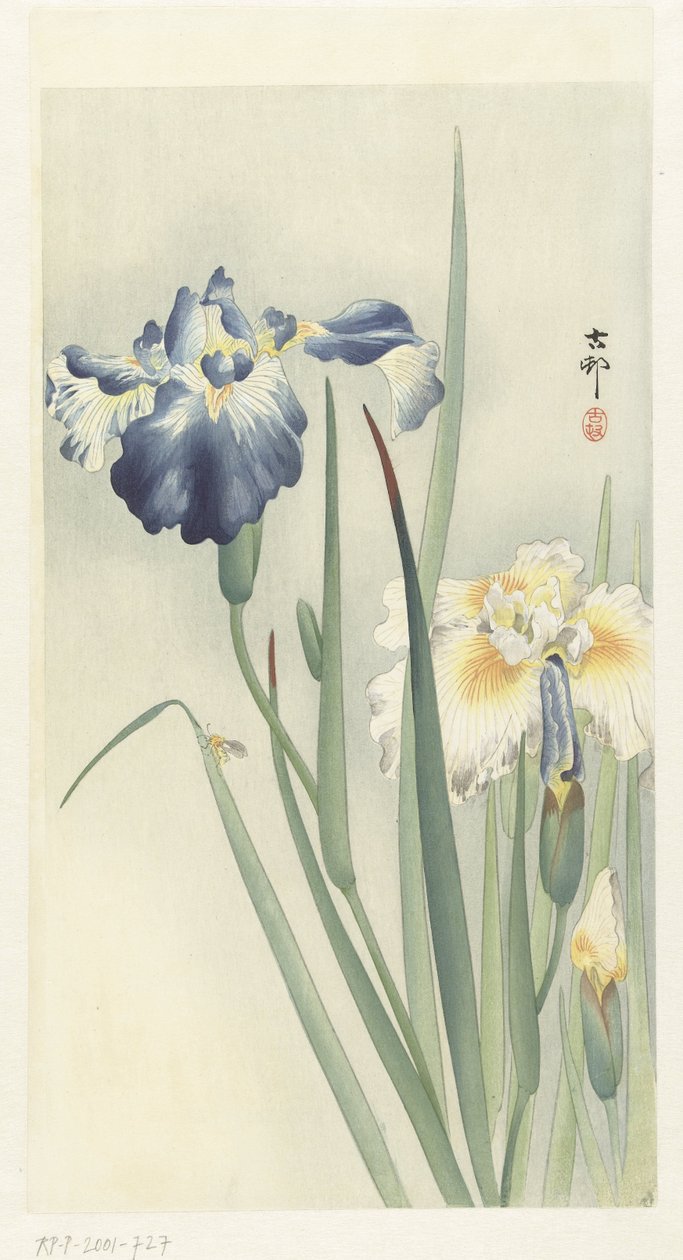 süsen by Ohara Koson