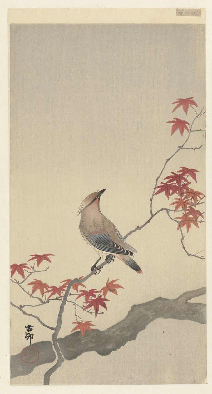 Maple