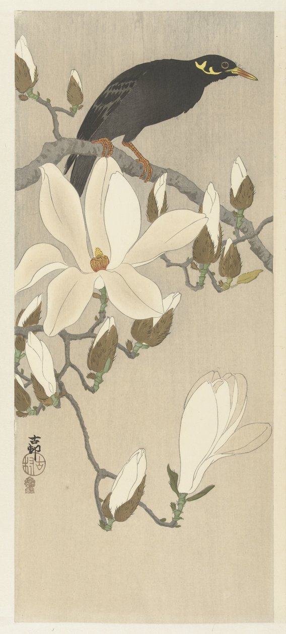 Manolya Dalı üzerinde Myna by Ohara Koson
