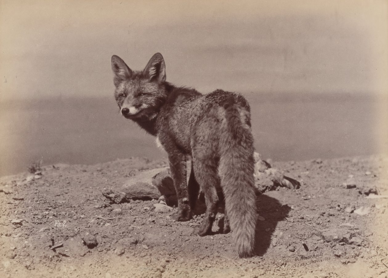 [Fox], 1886. by Ottomar Anschütz