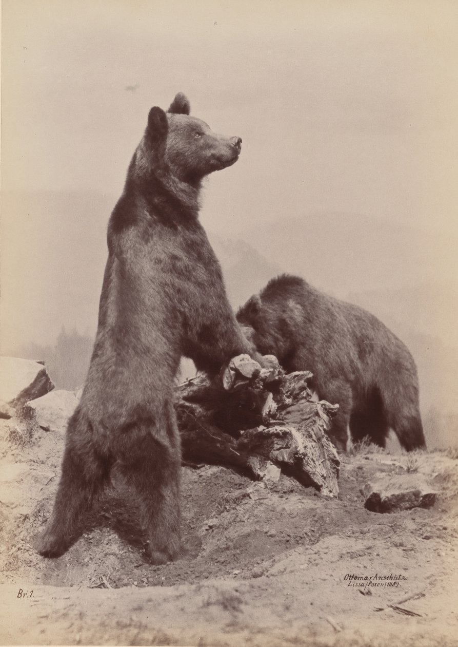 [İki Ayı], 1889. by Ottomar Anschütz