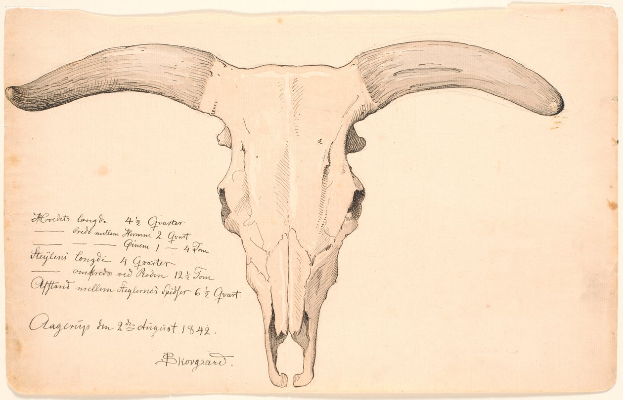 Bir inek kafatası. by P.C. Skovgaard