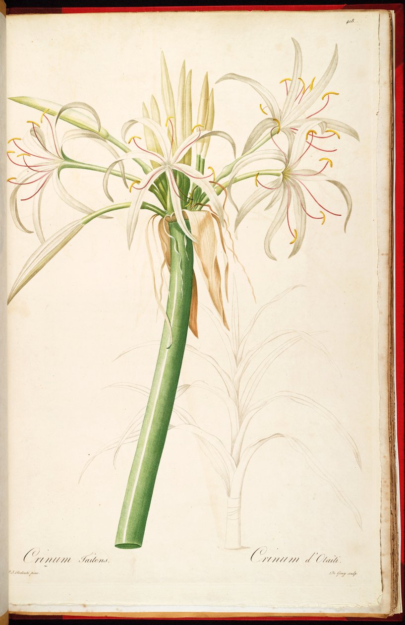 Crinum asiaticum var. saplı by Pierre Joseph Redouté