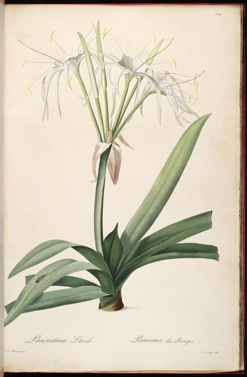 Hymenocallis littoralis by Pierre Joseph Redouté