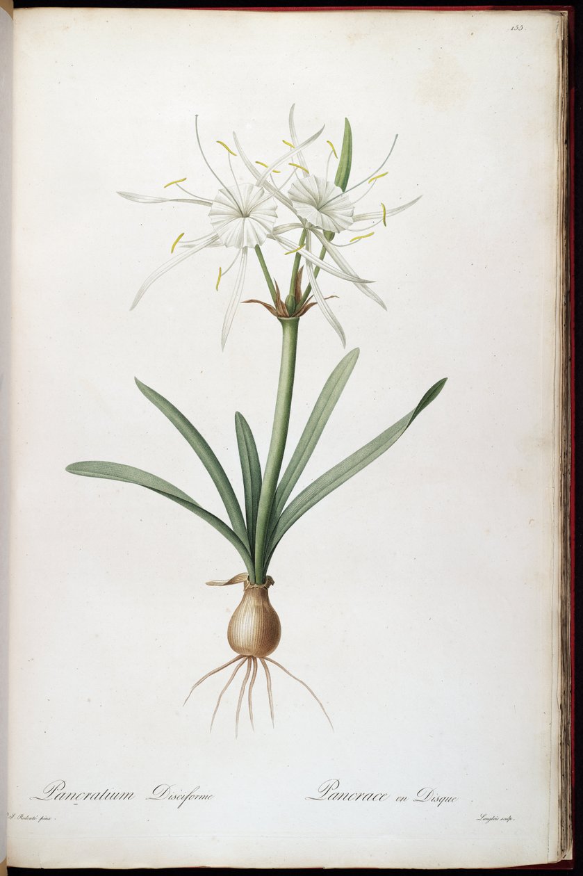 Hymenocallis döndürme by Pierre Joseph Redouté