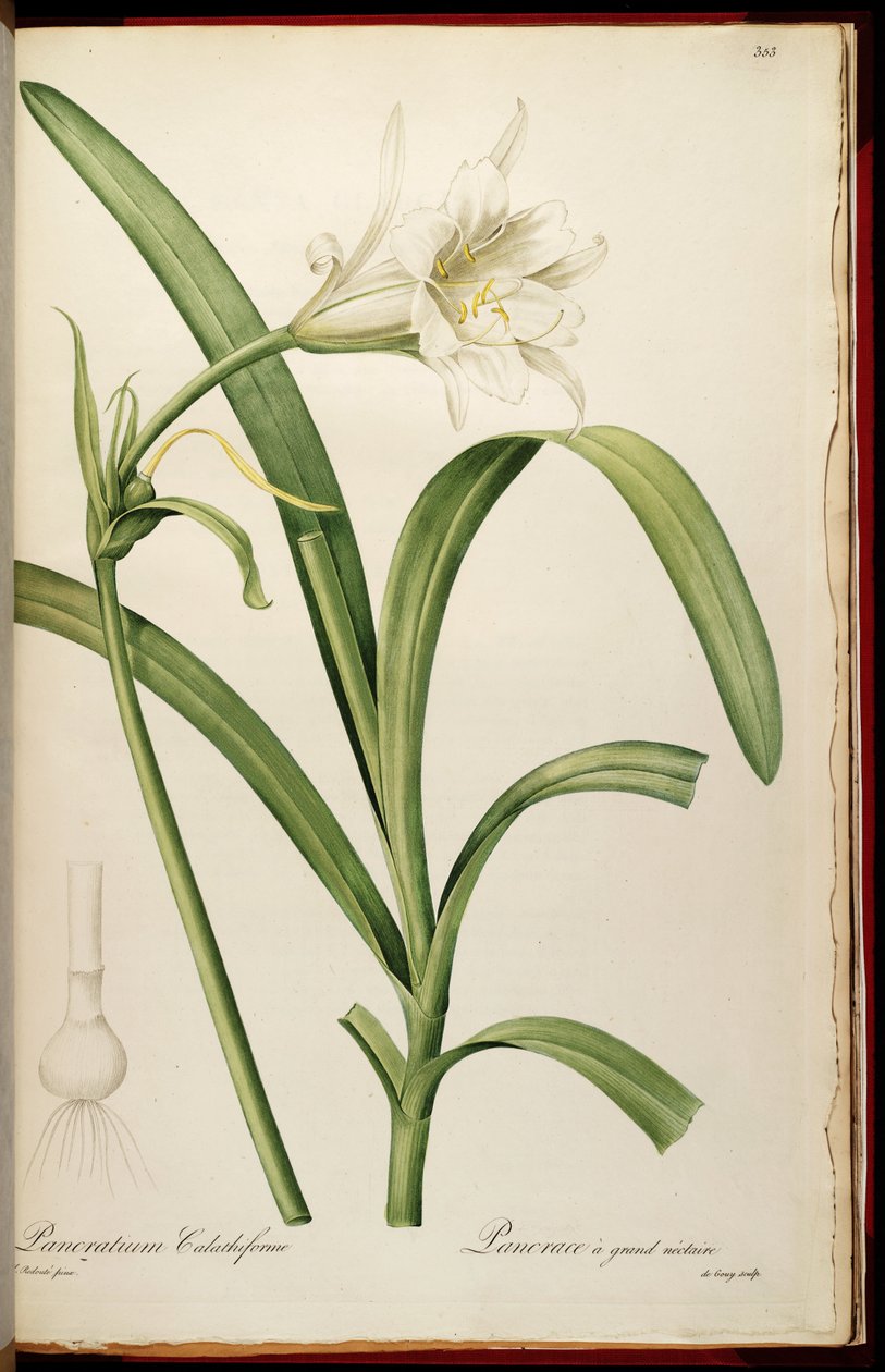ismene nergis florası by Pierre Joseph Redouté