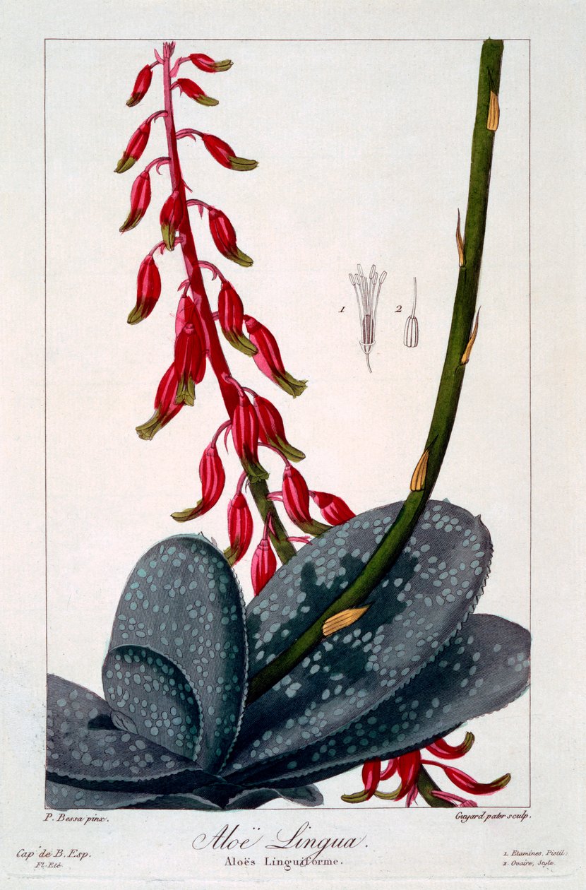 Aloe dili, bar. 1836. by Panacre Bessa