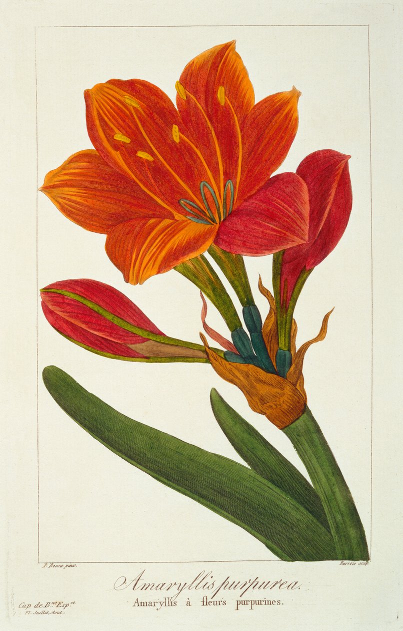 Amaryllis Purpurea, pub. 1836. by Panacre Bessa