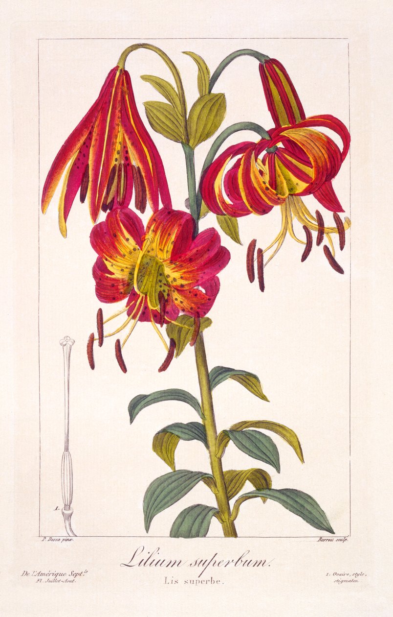 American Turkscap Lily, pub. 1836. by Panacre Bessa