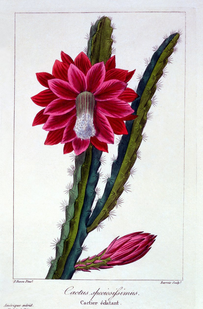 Kaktüs, bar. 1836. by Panacre Bessa