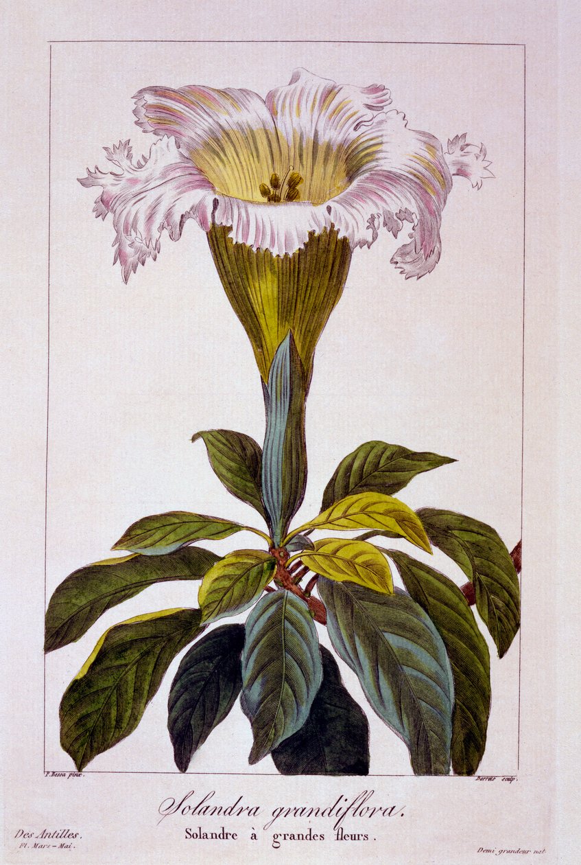 Kadeh Asma, pub. 1836. by Panacre Bessa