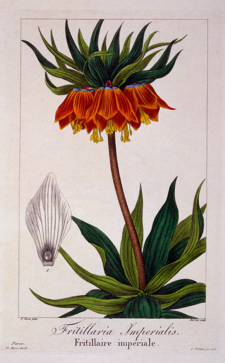 Fritillaria Imperialis, pub. 1836. by Panacre Bessa