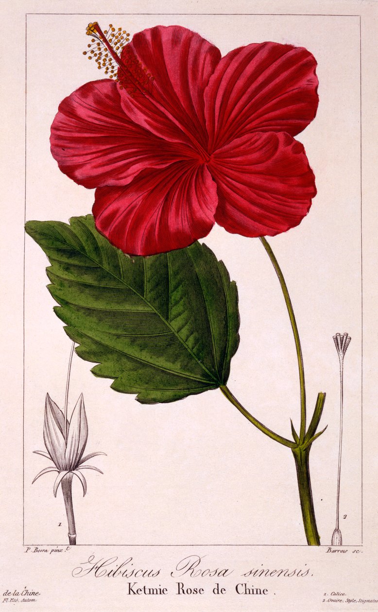 Ebegümeci: H. rosa-sinensis, pub. 1836. by Panacre Bessa