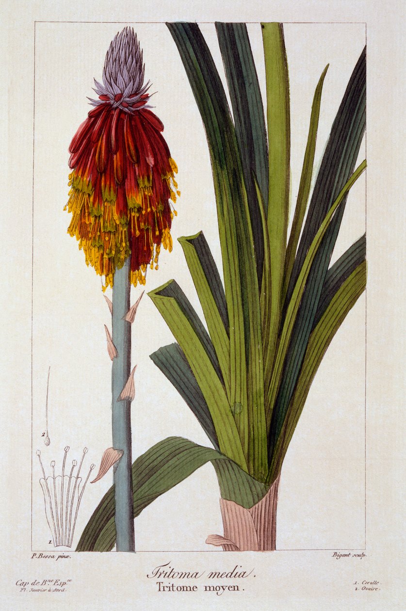 Kniphofia, bar. 1836. by Panacre Bessa