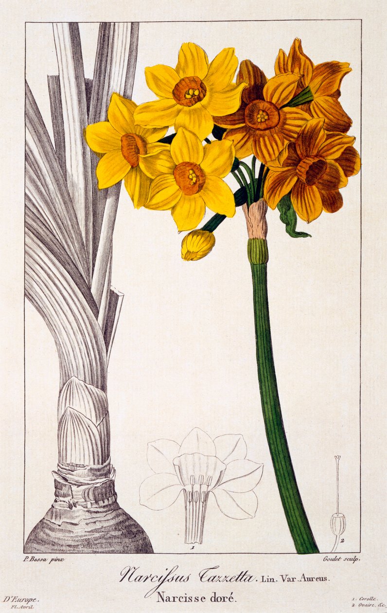 Nergis Tazetta, pub. 1836. by Panacre Bessa