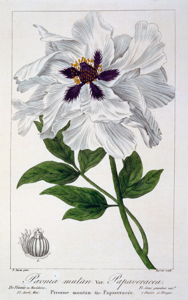 Paeonia Suffruticosa, pub. 1836. by Panacre Bessa